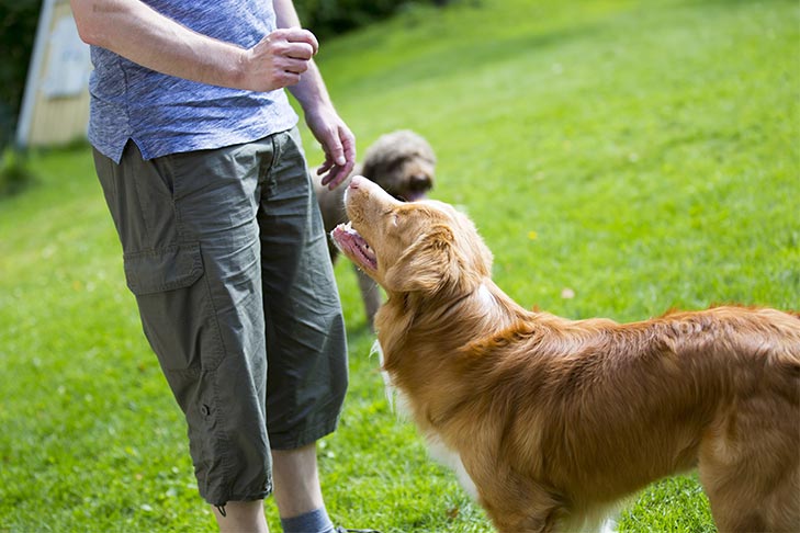 Anxious Dog Training: Helping Dogs Feel More Secure
